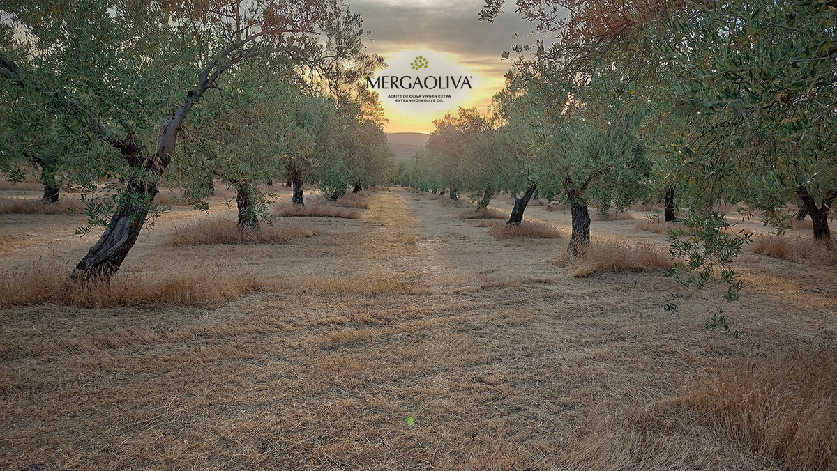 Mergaoliva: olive grove vegetation cover
